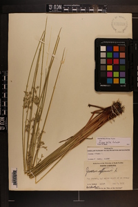 Juncus pylaei image