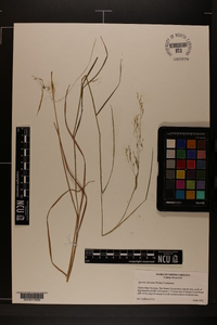 Agrostis altissima image