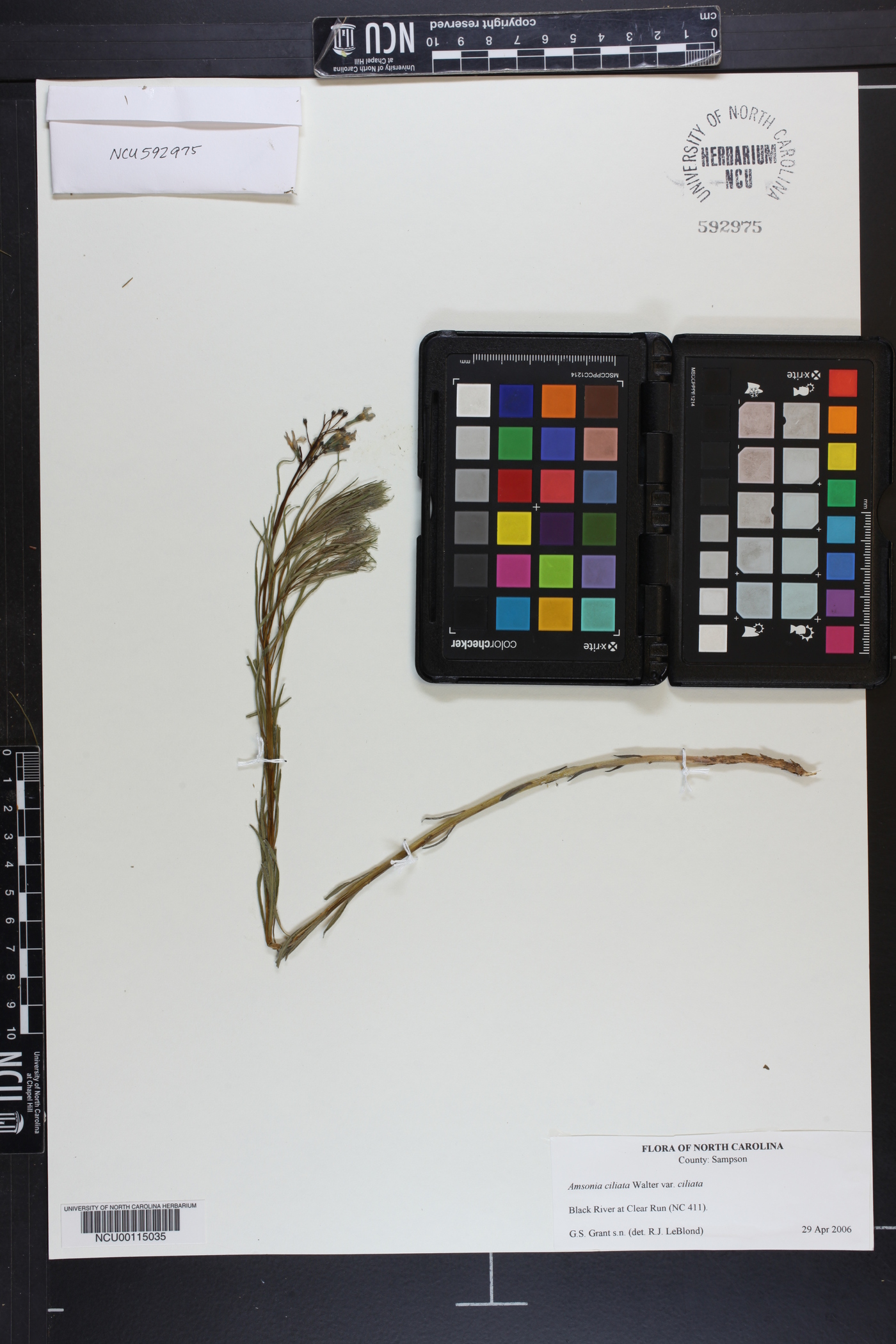 Amsonia ciliata var. ciliata image