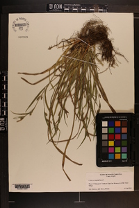 Carex corrugata image