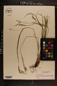 Carex crebriflora image