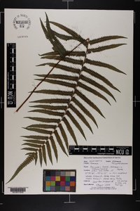 Thelypteris kunthii image