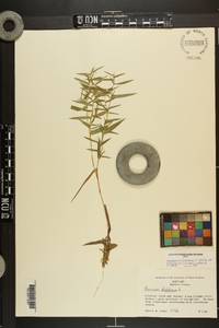 Dichanthelium dichotomum var. ramulosum image