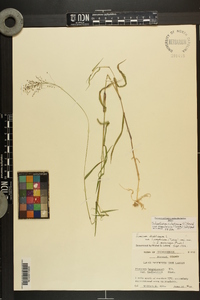 Dichanthelium dichotomum var. ramulosum image