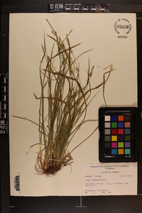 Carex striatula image