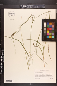 Carex debilis var. debilis image