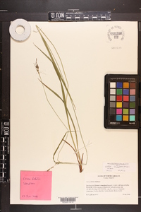 Carex debilis var. debilis image