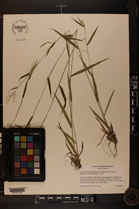 Dichanthelium acuminatum subsp. lindheimeri image