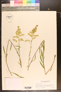 Solidago pinetorum image