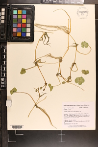 Hydrocotyle ranunculoides image