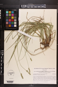 Carex muehlenbergii var. enervis image