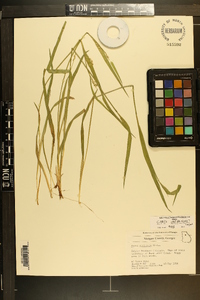 Carex crebriflora image