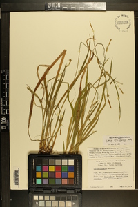 Carex styloflexa image