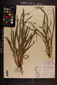 Carex gholsonii image