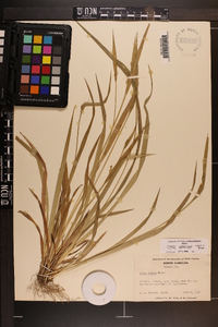 Carex kraliana image