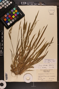 Carex kraliana image