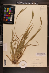 Carex kraliana image