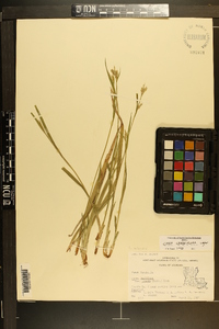 Carex crebriflora image