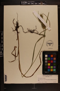 Carex louisianica image