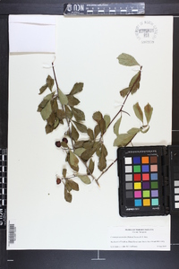 Crataegus aestivalis image