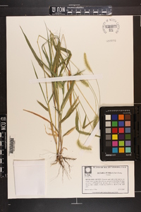 Setaria pumila image