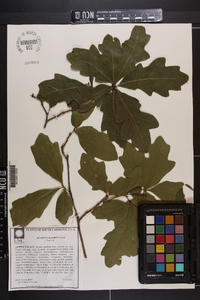 Quercus austrina image