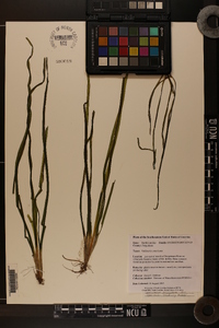 Vallisneria americana image