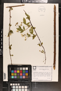 Rubus pensilvanicus image