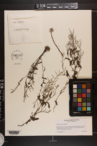 Cardamine longii image