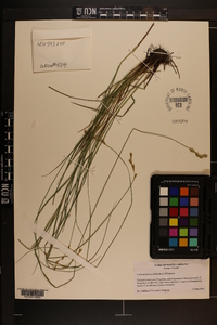 Carex festucacea image