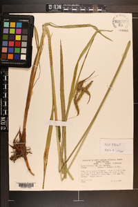 Carex crinita var. gynandra image