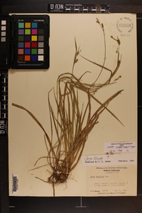 Carex crebriflora image