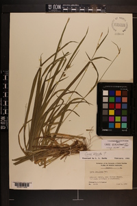 Carex gracilescens image