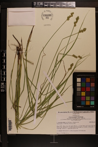 Carex normalis image