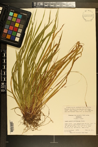 Carex austrocaroliniana image