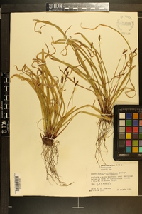 Carex austrocaroliniana image