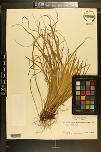 Carex austrocaroliniana image