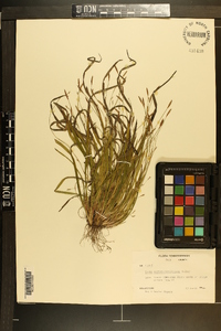 Carex austrocaroliniana image