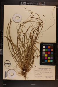 Carex austrocaroliniana image