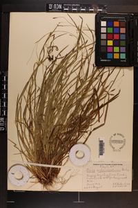 Carex austrocaroliniana image