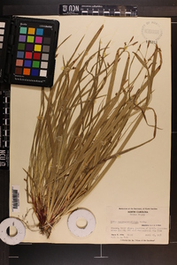 Carex austrocaroliniana image