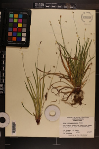 Carex austrocaroliniana image