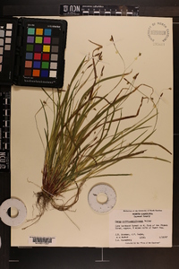 Carex austrocaroliniana image