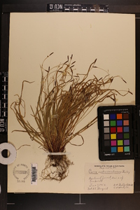 Carex austrocaroliniana image