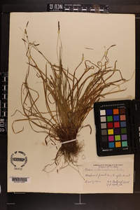 Carex austrocaroliniana image