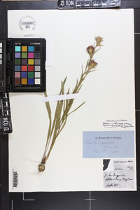 Liatris squarrosa image