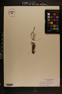 Carex texensis image