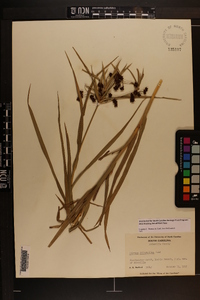 Scirpus polyphyllus image