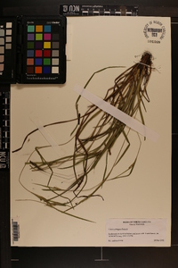 Carex corrugata image