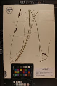 Rhynchospora perplexa image